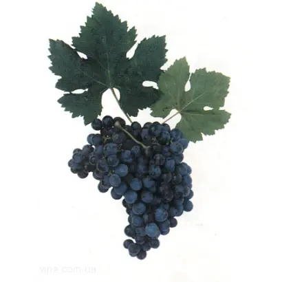 КАБЕРНЕ АЗОС