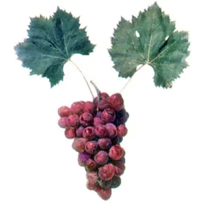 ПРИКУБАНСКИЙ