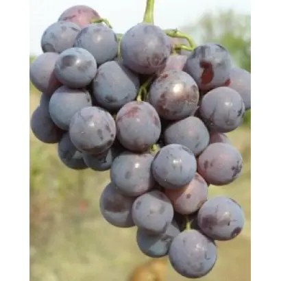 КАРДИНАЛ АНАПСКИЙ