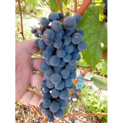 БАШКИРСКИЙ