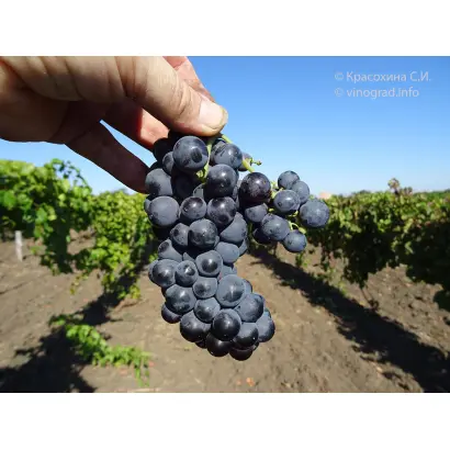 ЛЕВОКУМСКИЙ