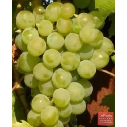 МАДЛЕН АНАНАСНЫЙ