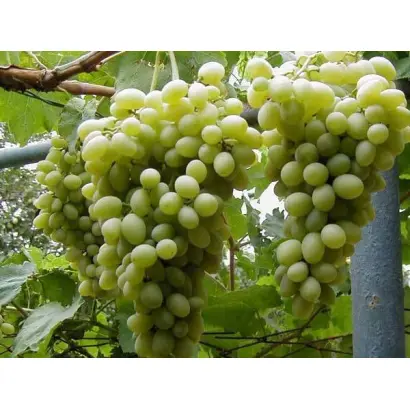 МУСКАТ МОСКОВСКИЙ