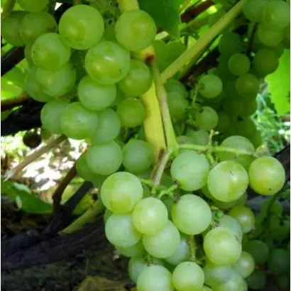 ПОДАРОК ТСХА