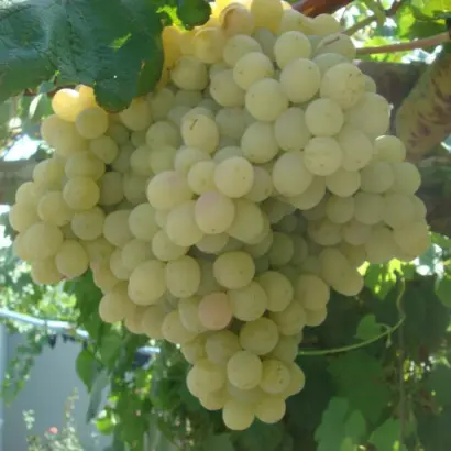 МОСКОВСКИЙ ДАЧНЫЙ