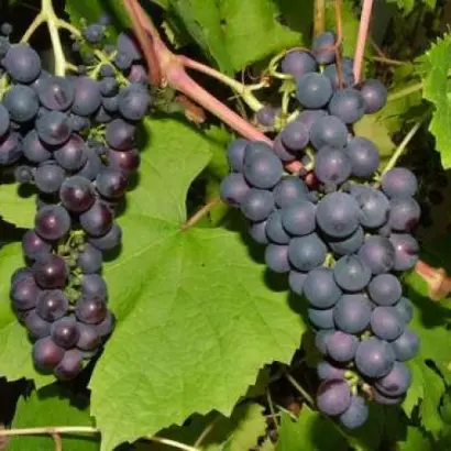 РАННИЙ ТСХА