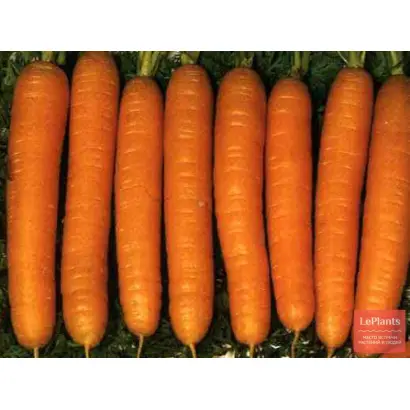 БИРЮЧЕКУТСКАЯ 415