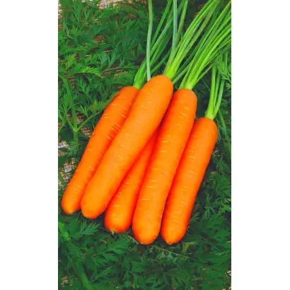 РАХАТ-ЛУКУМ