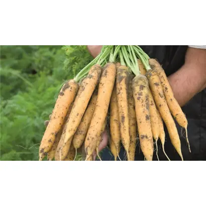 МЕЛЛО ЙЕЛЛО