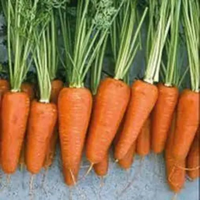 ШАНТЕНЭ-КОМЕТ