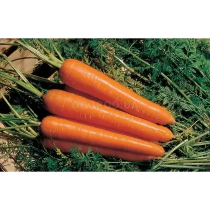 АМСТЕРДАМСКА