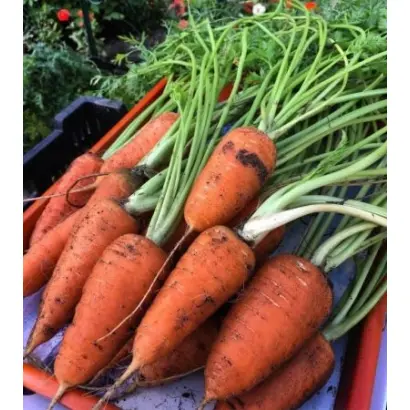 ШАНТЕНЭ РОЯЛ