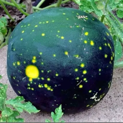 МЛЕЧНЫЙ ПУТЬ