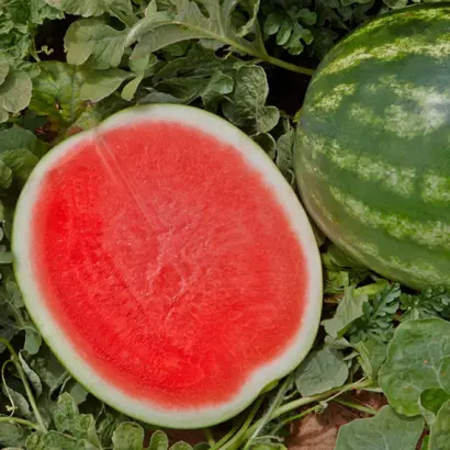 ФАСИНЕЙШЕН