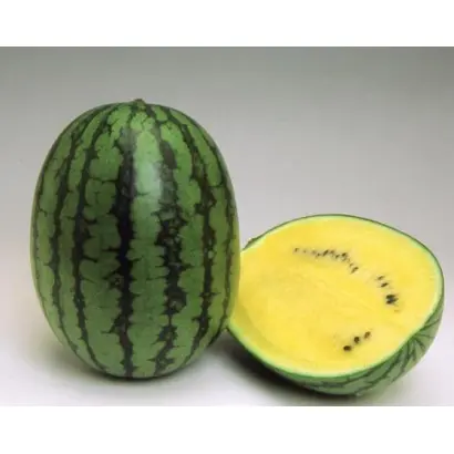 ГОЛДЕН ТАЙГЕР