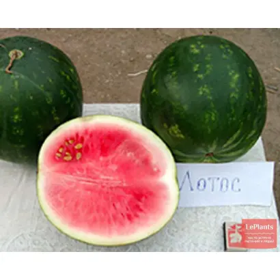 ЛОТОС