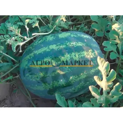 ЭКСПРЕССИОН