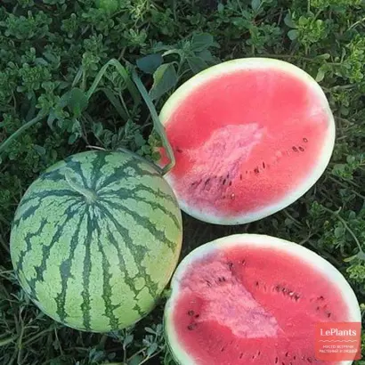 СИНЧЕВСКИЙ