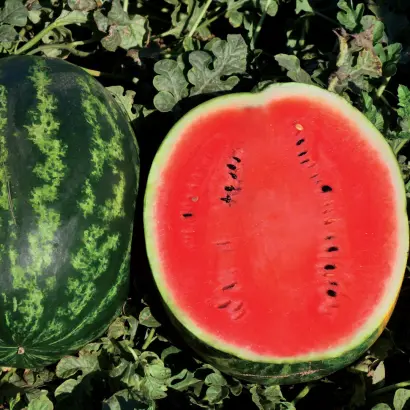 КРИМСОН СПРИНТ