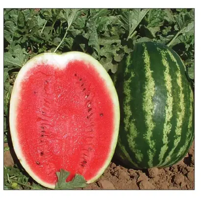 КРИМСОН РЕКОРД