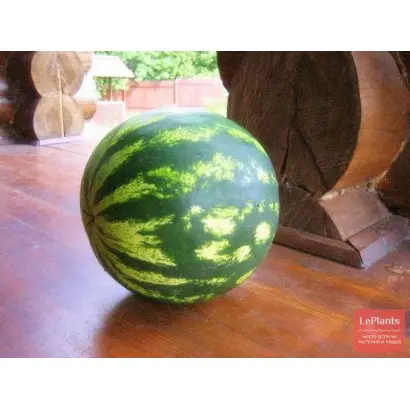 КУСТОВОЙ 334