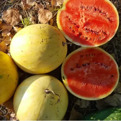 ПОДАРОК СОЛНЦА