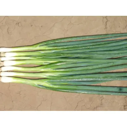 БАНЧИНГ СТАР