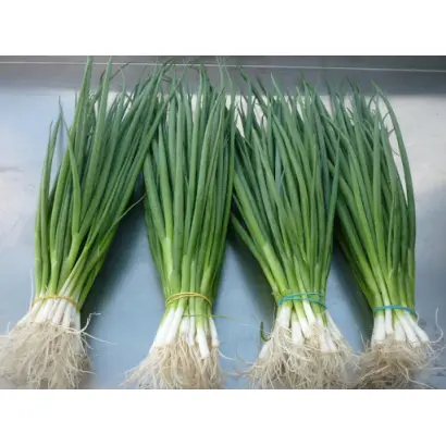 ЗЕЛЕНОЕ ПЕРО