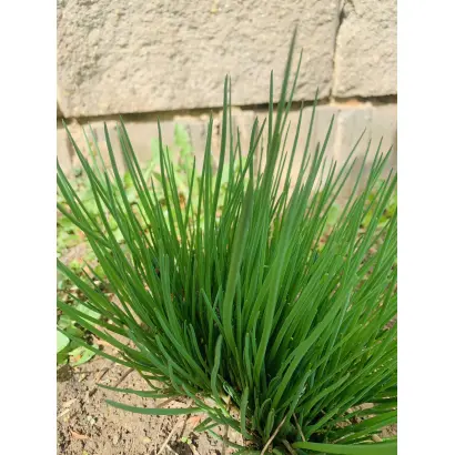 ПЕРВАЯ ЗЕЛЕНЬ