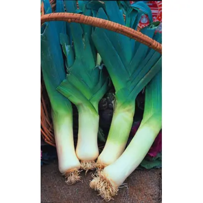 ДИВО ДИВНОЕ