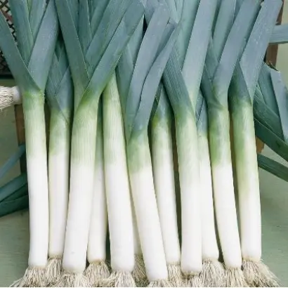 ХОБОТ СЛОНА