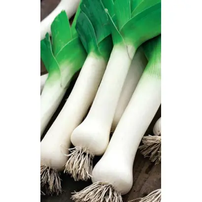 ПОБЕДИТЕЛЬ