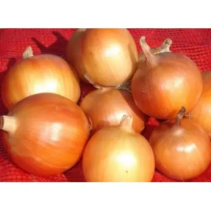 РОСТОВСКИЙ РЕПЧАТЫЙ МЕСТНЫЙ