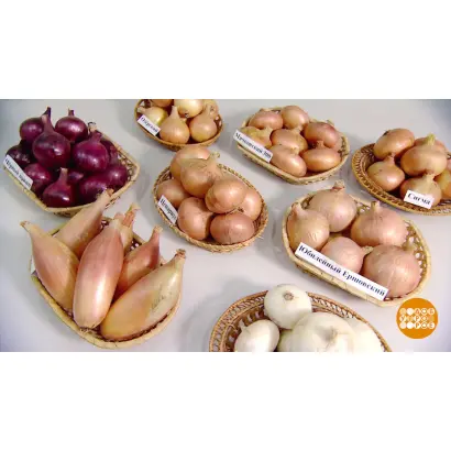 ЮБИЛЕЙНЫЙ ЕРШОВСКИЙ