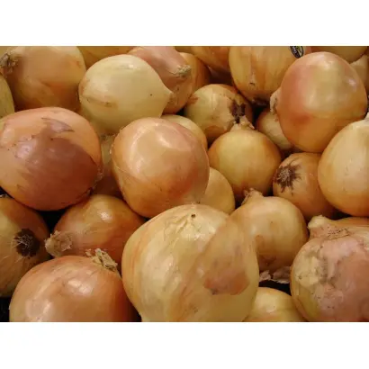 ЗОЛОТИСТЫЙ ЧИПОЛЛИНО