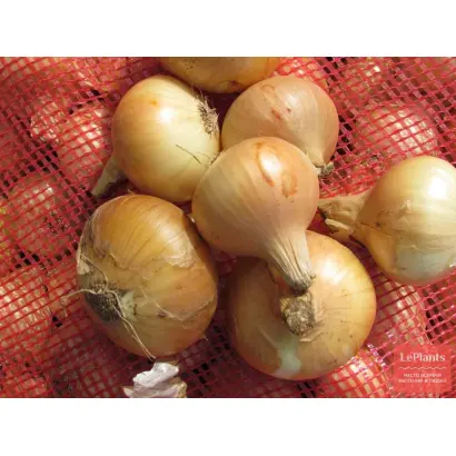 ВОРОНЕЖСКИЙ 86