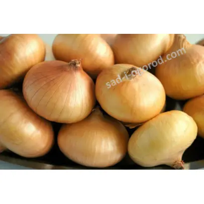 МЯЧКОВСКИЙ 300