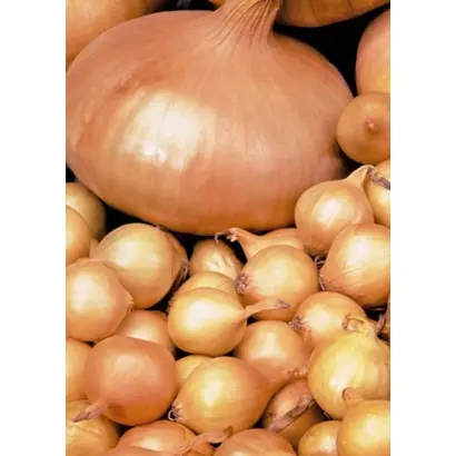 ШТУТТГАРТЕР РИЗЕН