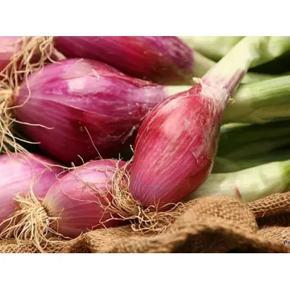 КРАСНЫЙ САЛАТНЫЙ