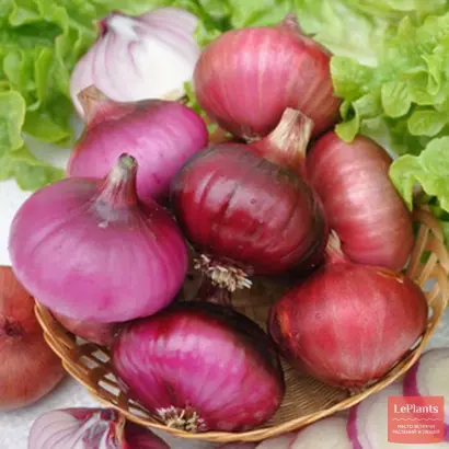 РАННИЙ РОЗОВЫЙ