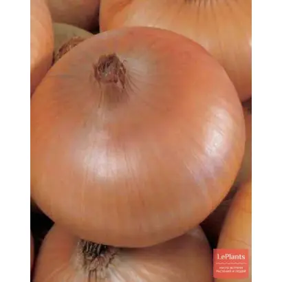 БОРОДКОВСКИЙ