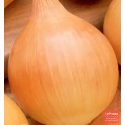 СОХАЧЕВСКА