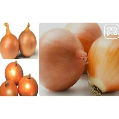 ВИКТОРИЯ СКЕРНЕВИЦКА