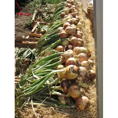 КУЗЬМИЧЕВСКИЙ