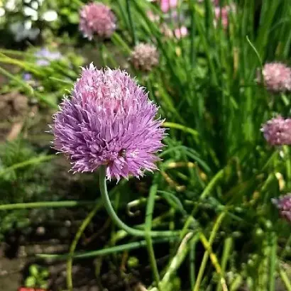 ОЧАРОВАНИЕ