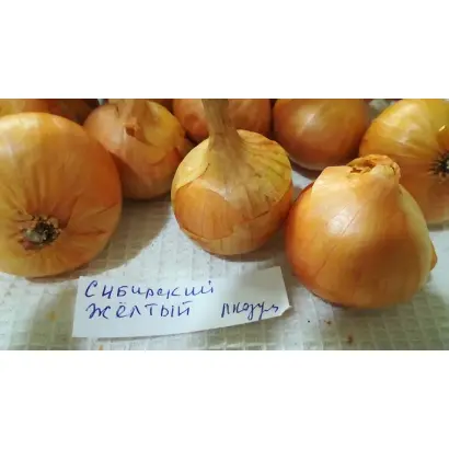 СИБИРСКИЙ ЖЕЛТЫЙ