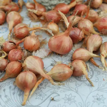 ЛЮБЯЩЕЕ СЕРДЦЕ