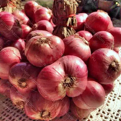 ВИШНЕВЫЙ САД