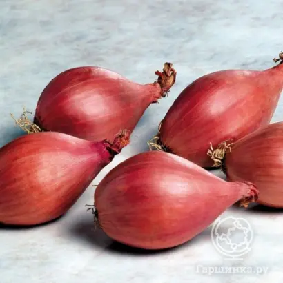 КРАСНООБСКИЙ