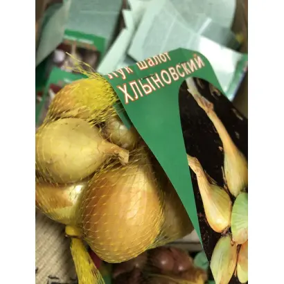 ХЛЫНОВСКИЙ